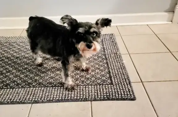 Lost Senior Schnauzer Roxie in Knoxville!