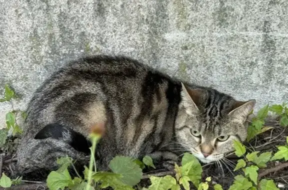 Chat doux trouvé à Orléans - photo