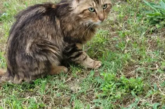 Chat maigre blessé trouvé - photo