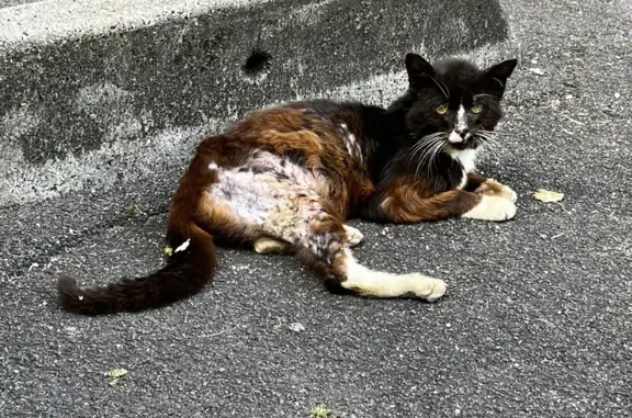 Chat noir et blanc malade trouvé - photo