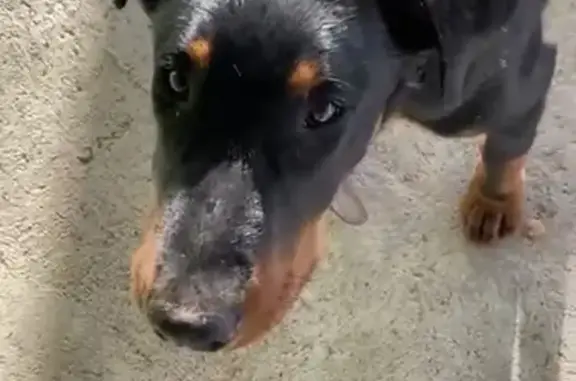 ¡Alerta! Reed, Beauceron Perdido en Bugarra