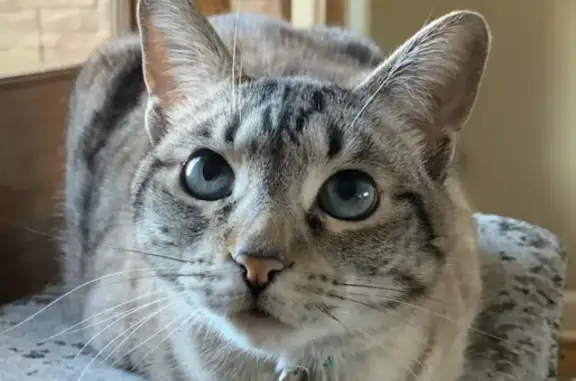 Lost Cat Alert: Sweet Koshi, Grey/White DSH!