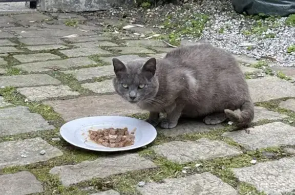 Chat gris maigre retrouvé à Douai - photo