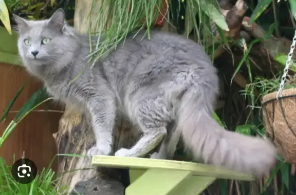 Chat blessé à Virandeville s'enfuit - photo
