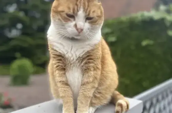 Animaux perdus , photo: Chat Azus roux/blanc perdu à Rœschwoog