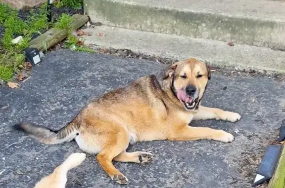 Lost Dog Alert: Neutered Male Mutt Near 2337 Spring!