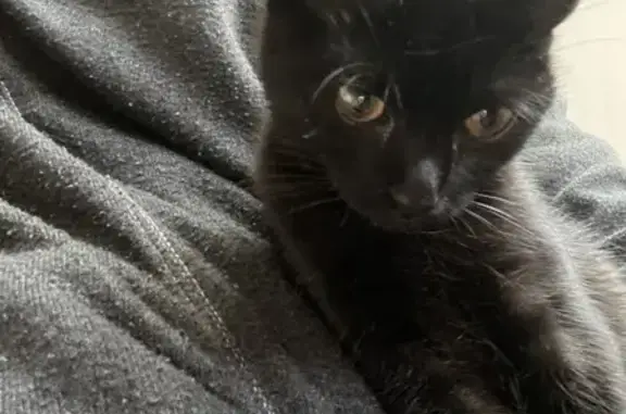 Chat perdu, Toulouse, photo: Chatte noire perdue, collier jaune