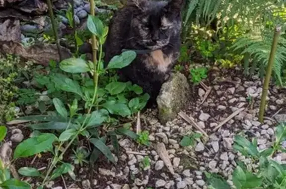 Chatte écaille trouvée à St-Nazaire - photo