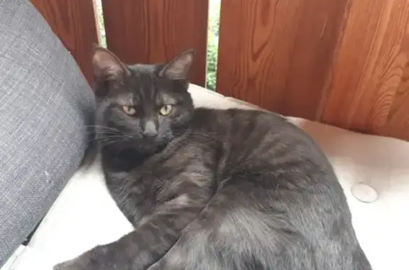 Chatte noire cendrée disparue à Feigères - photo