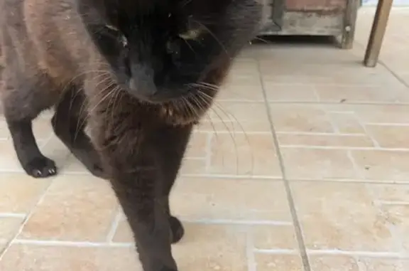 Chat câlin trouvé à Saint-Étienne - photo