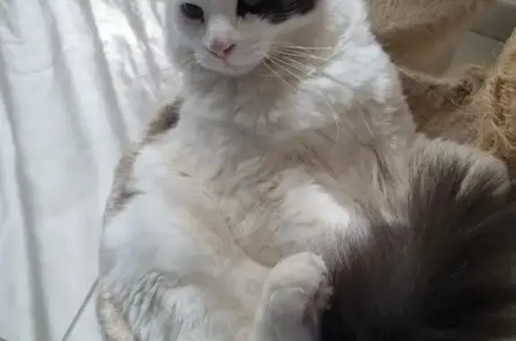 Animaux perdus Saint-Avertin, photo: Chat blanc Nougat perdu