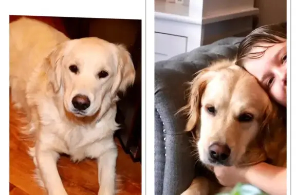 Lost Goldens in Ashland - Help Find Them!