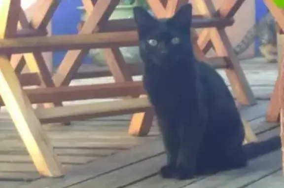 Gata Negra Ojos Verdes Perdida en Sant Cugat