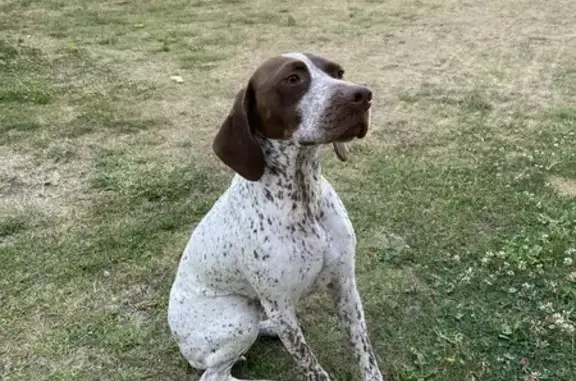 Chien Braque perdu à Amiens - photo