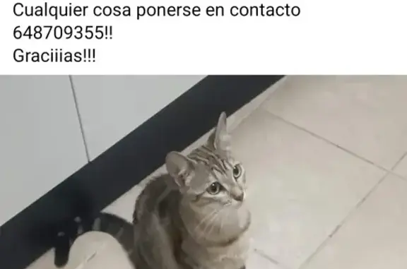 ¡Ayuda! Gatita Perdida en Tejina - Avenida Milán