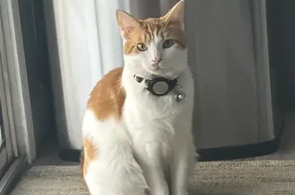 Lost Cat: Orange & White, Milton GA - Help!