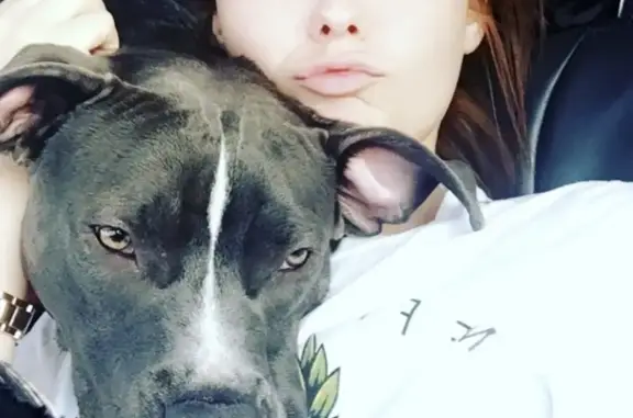 Lost Senior Blue Pitty: Unique, Reward Offered!