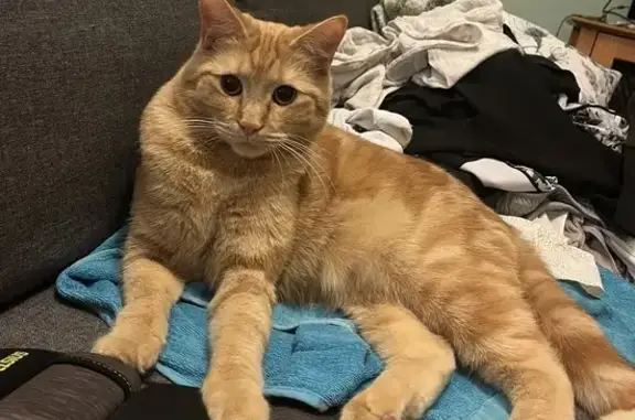 Lost Ginger Cat in Cockburn - Help Find Him!