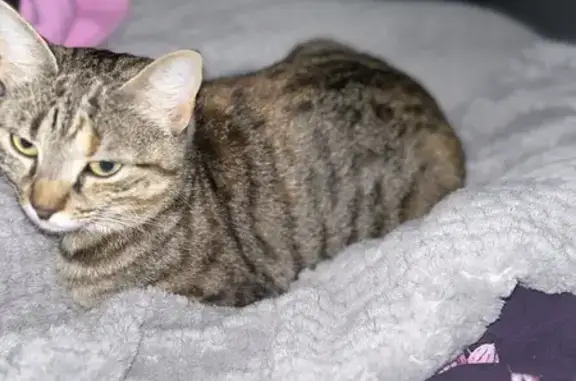 Lost Cat Alert: Grey Tabby in Stirling – Help!