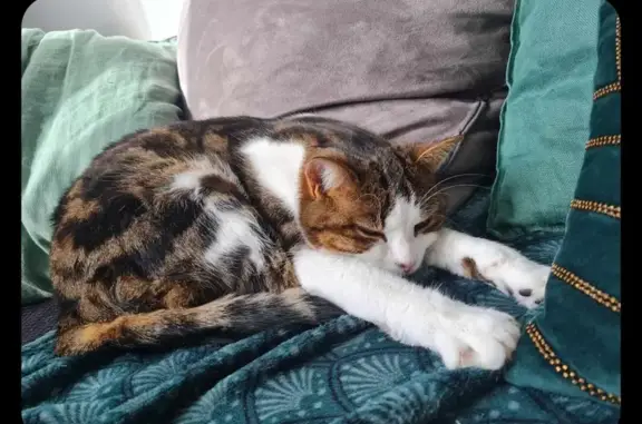 Animaux perdus , photo: Chat perdu à Cunelières