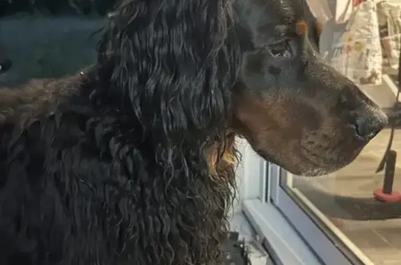 Chien noir Gordon retrouvé à Compreignac - photo
