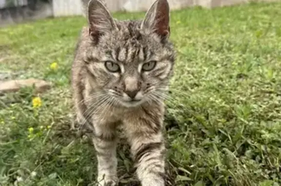 Chatte rousse perdue retrouvée - photo