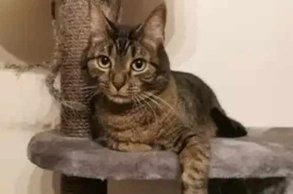 Animaux perdus , photo: Chat tigré perdu à Leyviller