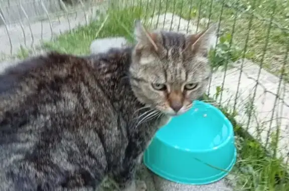 Chat trouvé Bénodet, photo: Chat foncé trouvé à Bénodet
