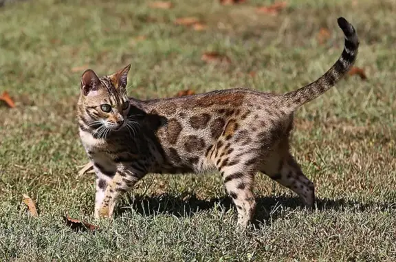 Lost Bengal Cat in Bloemfontein - Help Find!