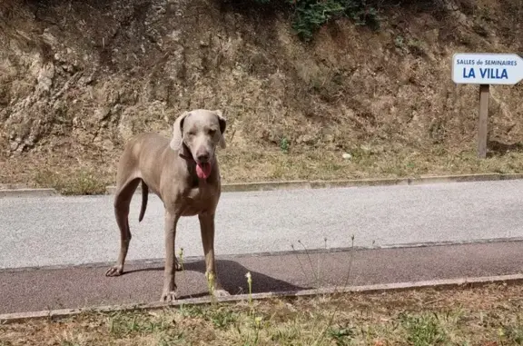 Animaux trouvés Sainte-Maxime, photo: Chien gris errant à Sainte-Maxime