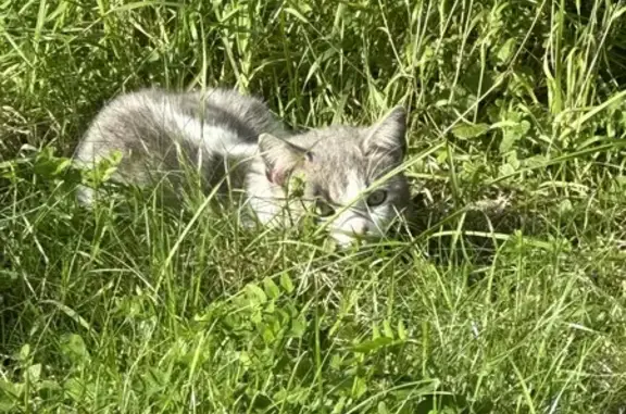 Chat trouvé Auchy-lès-Hesdin, photo: Chat gris-blanc trouvé à Auchy