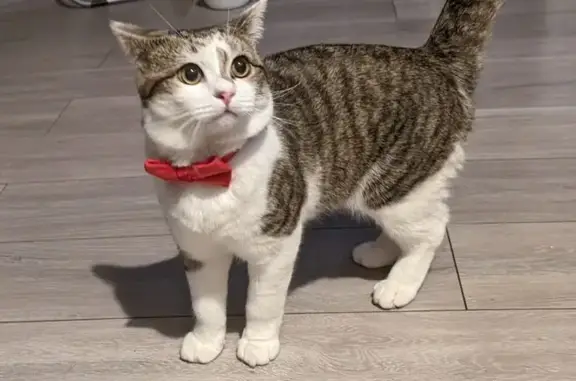 Lost Kitten: Striped, Bow-Wearing Milo - Help!