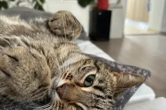 Animaux perdus , photo: Chatte Lilith tigrée perdue