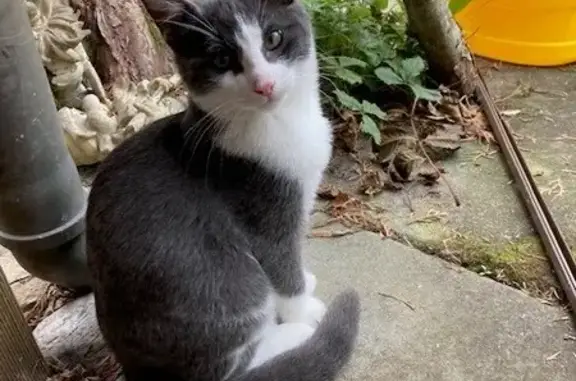 Chat perdu, , photo: Chat Gandalf perdu à St-Ursanne