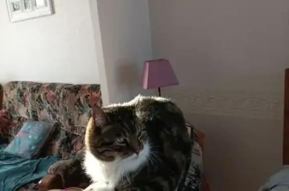 Chat Mowgli disparu à Brou - photo