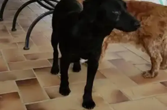 Chiot doux trouvé, œil blessé - photo