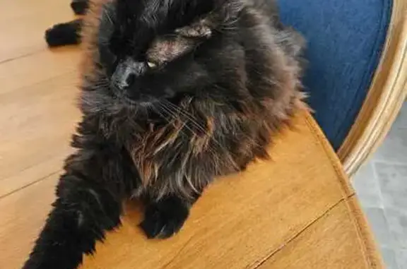 Chat perdu, Largentière, photo: Chat noir perdu à Montredon 374
