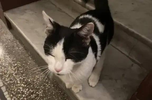 Chaton noir et blanc trouvé - photo