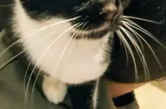 Chat perdu, Roubaix, photo: Chat noir et blanc perdu à Roubaix