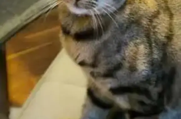 Animaux perdus La Boisse, photo: Chatte tricolore disparue à La Boisse