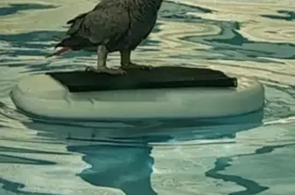 Animaux perdus Nouvelle-Aquitaine, photo: Perroquet gris perdu à Marans
