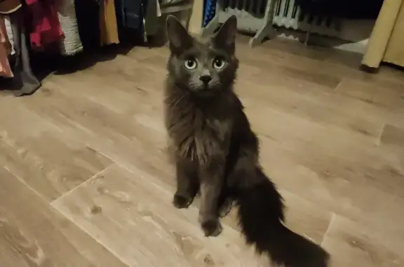 Animaux perdus Vesoul, photo: Chatte grise perdue à Vesoul