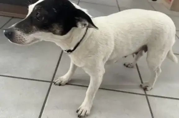 Chien femelle trouvé à Combronde - photo