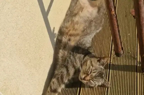 Chat perdu, Guiscriff, photo: Chatte Luna disparue à Guiscriff