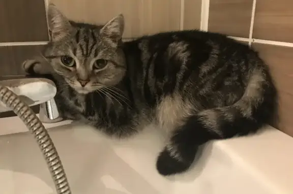 Animaux perdus Moyeuvre-Grande, photo: Chat gris-noir perdu, dent cassée