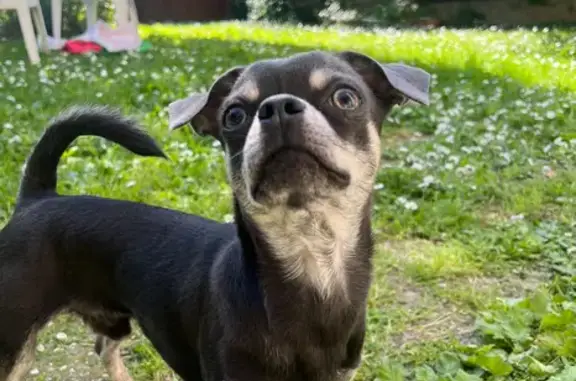 Chihuahua TIM perdu à Nice - photo