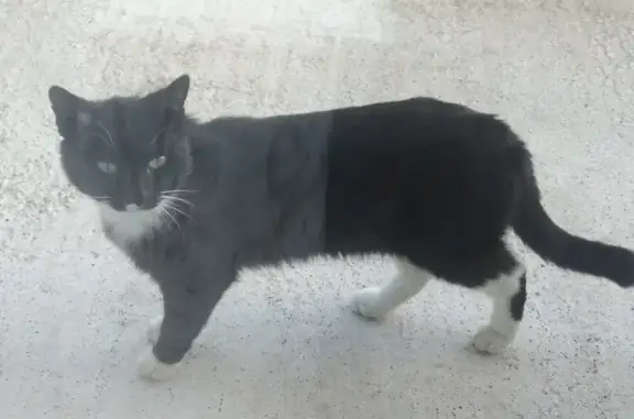 Chat errant maigri à Communay - photo