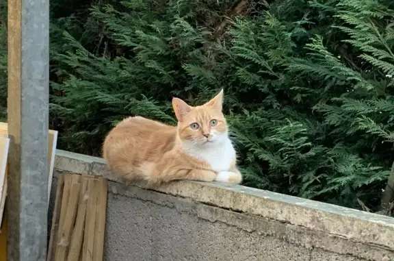 Animaux perdus Saint-Gelais, photo: Chat roux et blanc perdu à Saint-Gelais