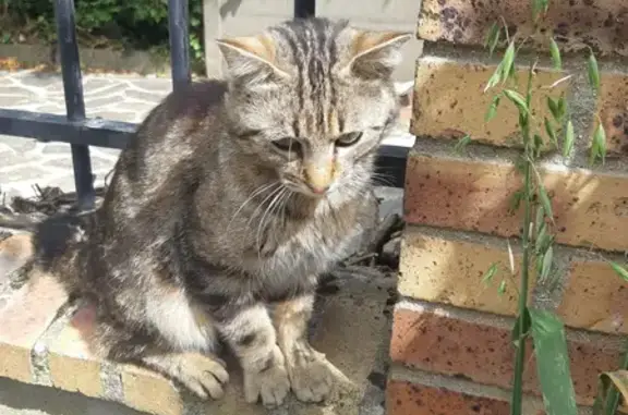 Chat tigré blessé trouvé à Colombes - photo