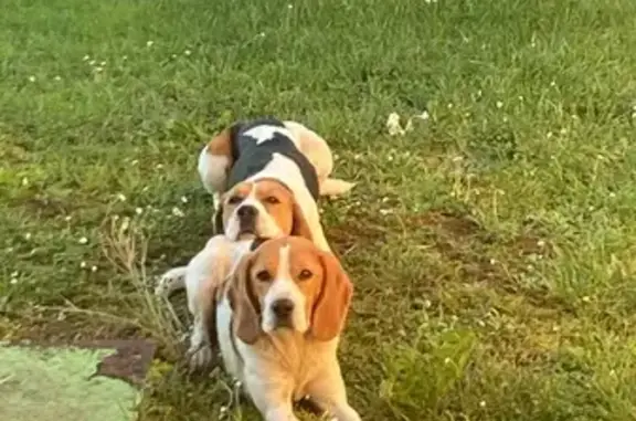 Chien Beagle Perdu à Meyssac - photo